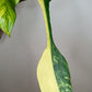 Philodendron Joepii Variegated