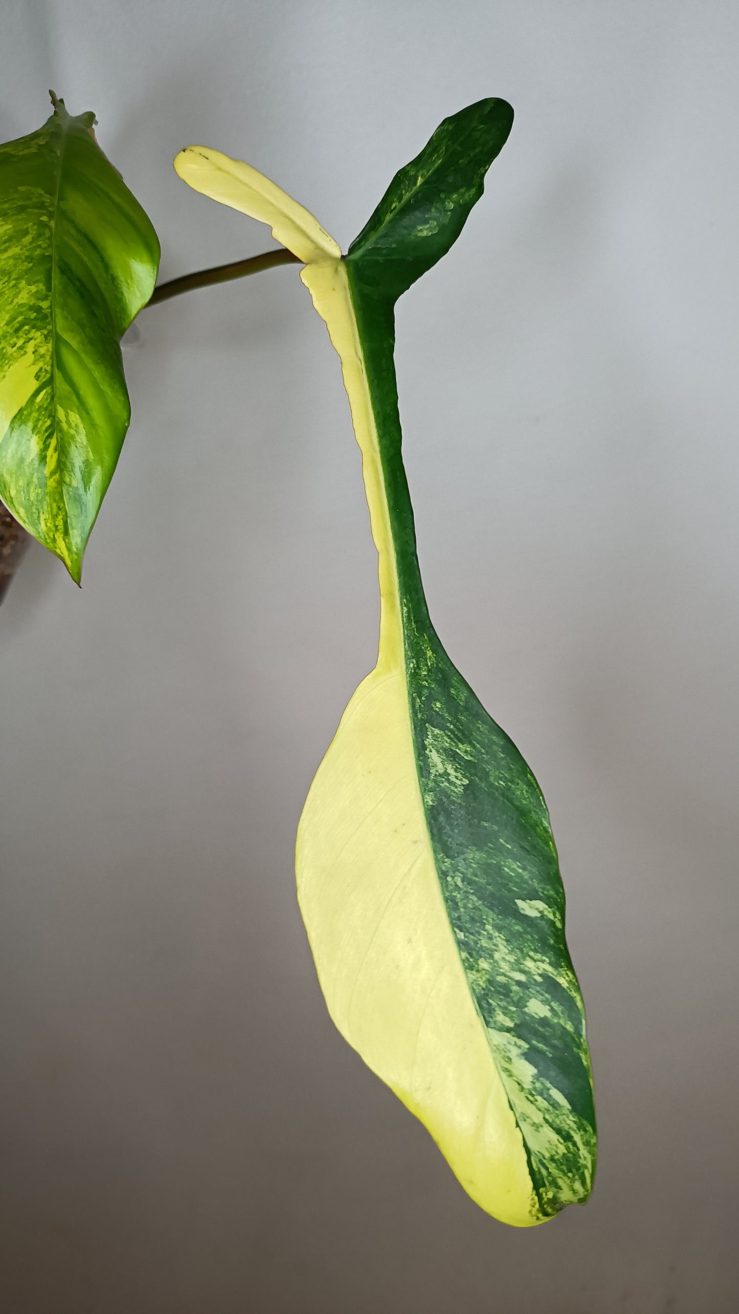 Philodendron Joepii Variegated