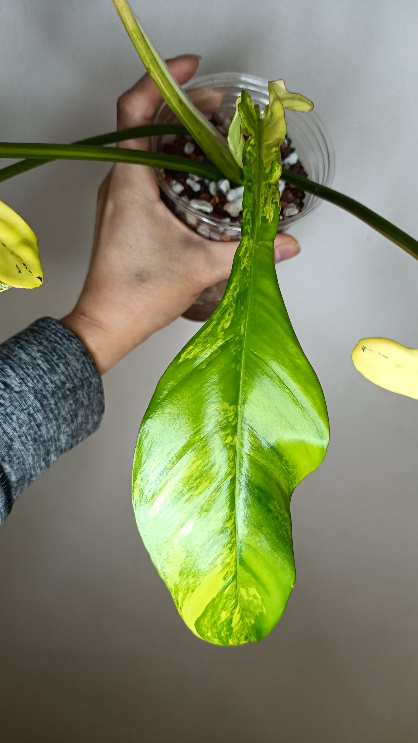 Philodendron Joepii Variegated