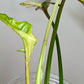 Philodendron Joepii Variegated