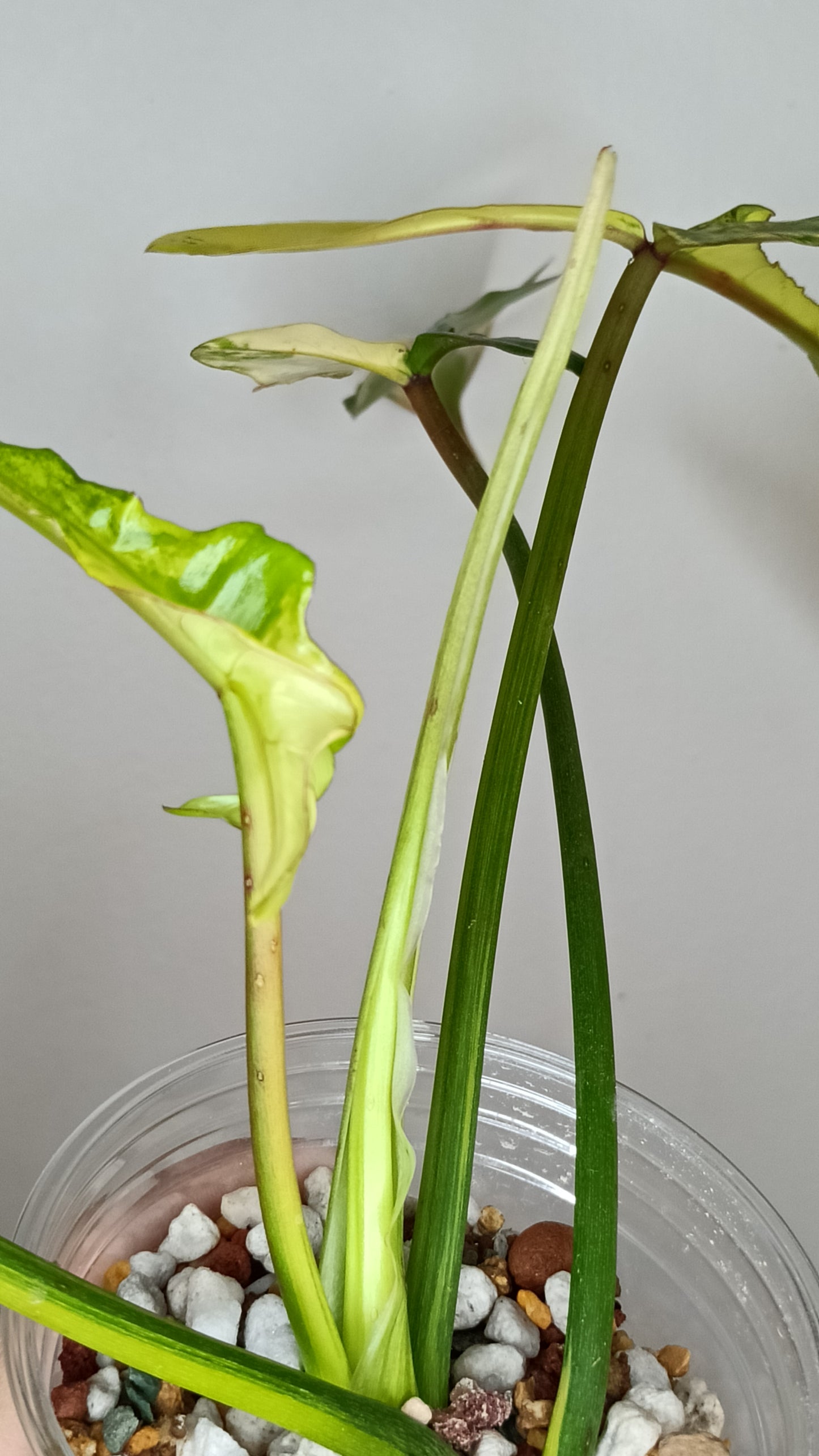 Philodendron Joepii Variegated