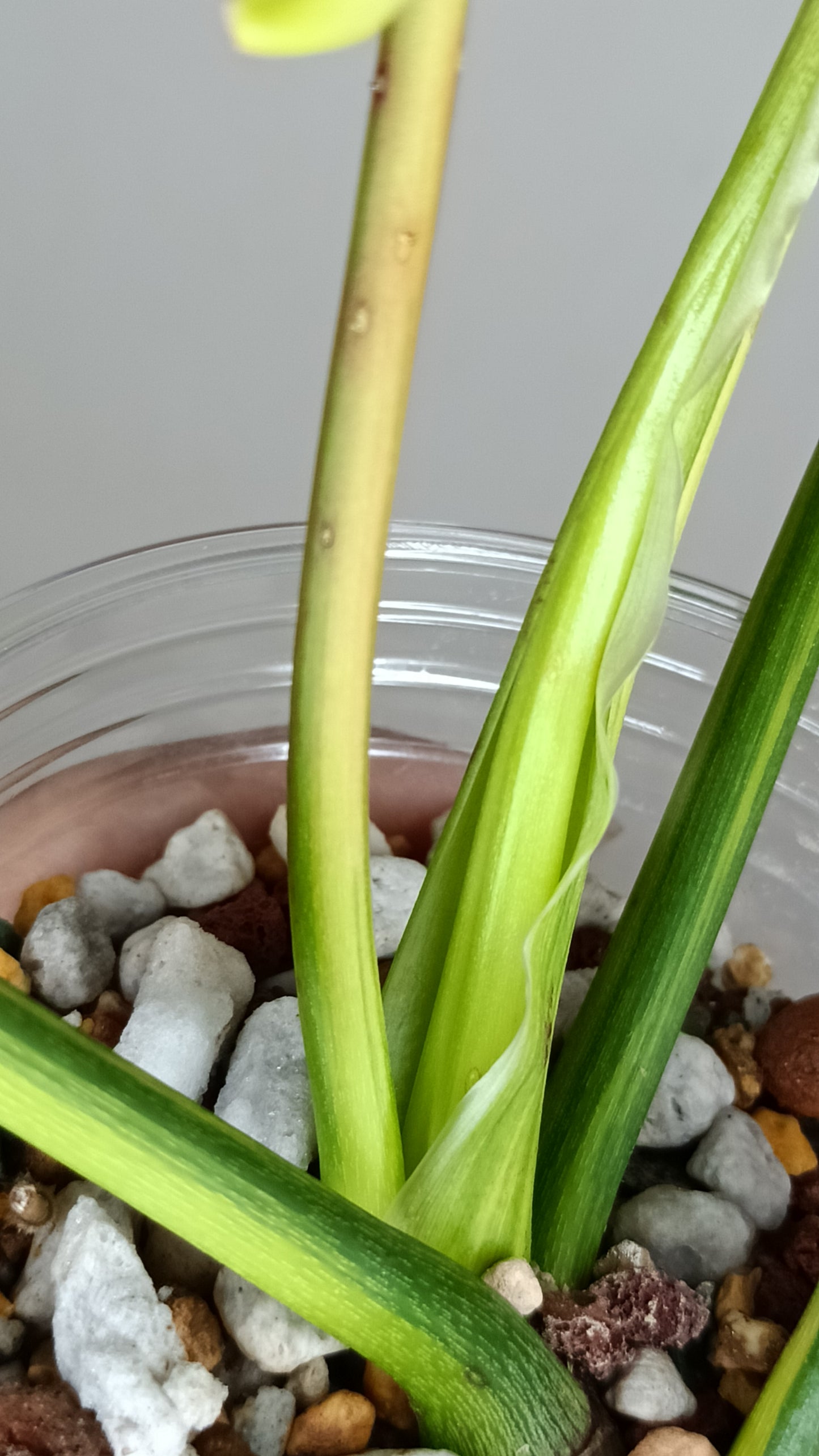 Philodendron Joepii Variegated