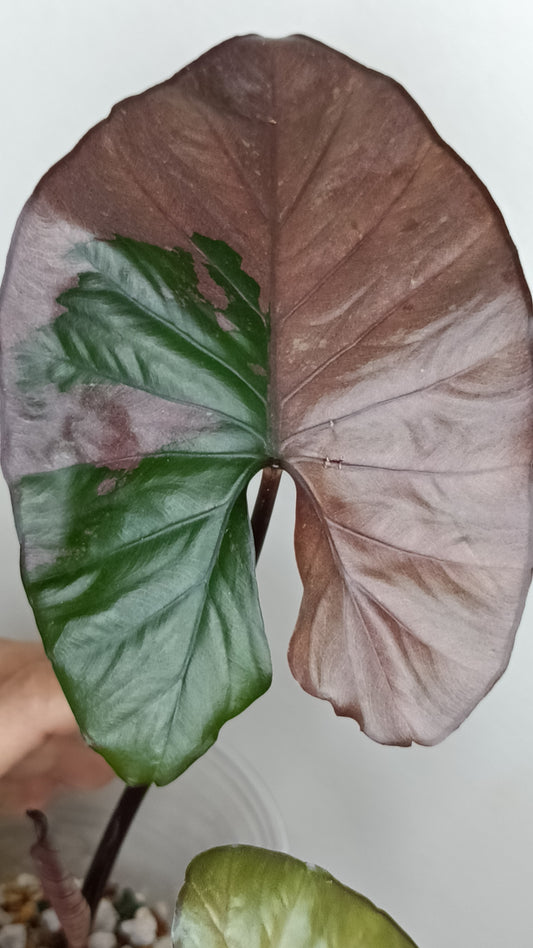 Alocasia Serendipity Var. #8