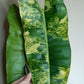 Philodendron Billietae Variegated #6