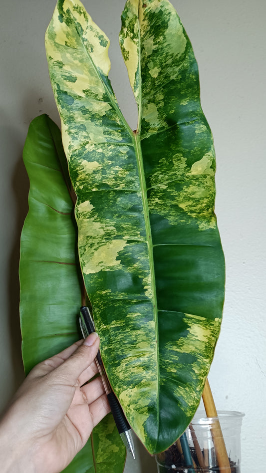 Philodendron Billietae Variegated #6