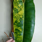 Philodendron Billietae Variegated #6