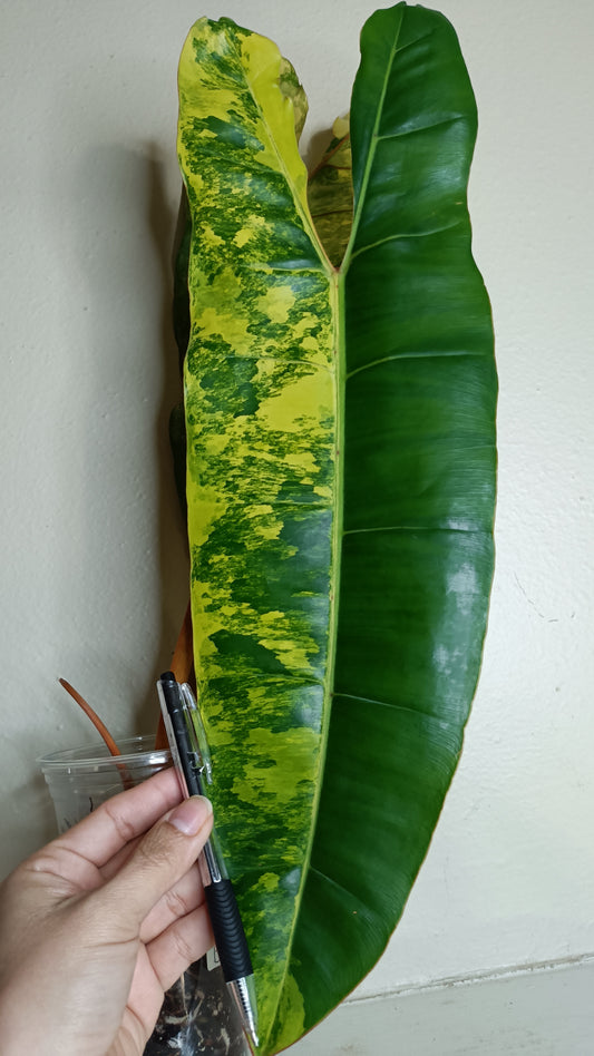 Philodendron Billietae Variegated #6