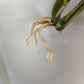 Monstera Albo Top Cut Auction Choo Choo Marie