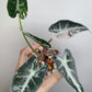 Alocasia Bambino Variegated #1