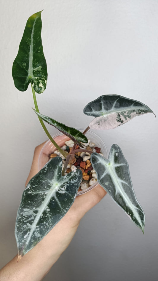 Alocasia Bambino Variegated #1