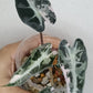 Alocasia Bambino Variegated #3-