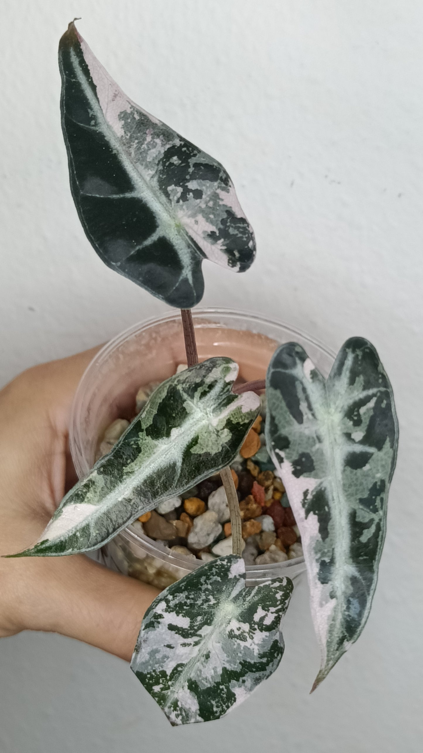 Alocasia Bambino Variegated #3-