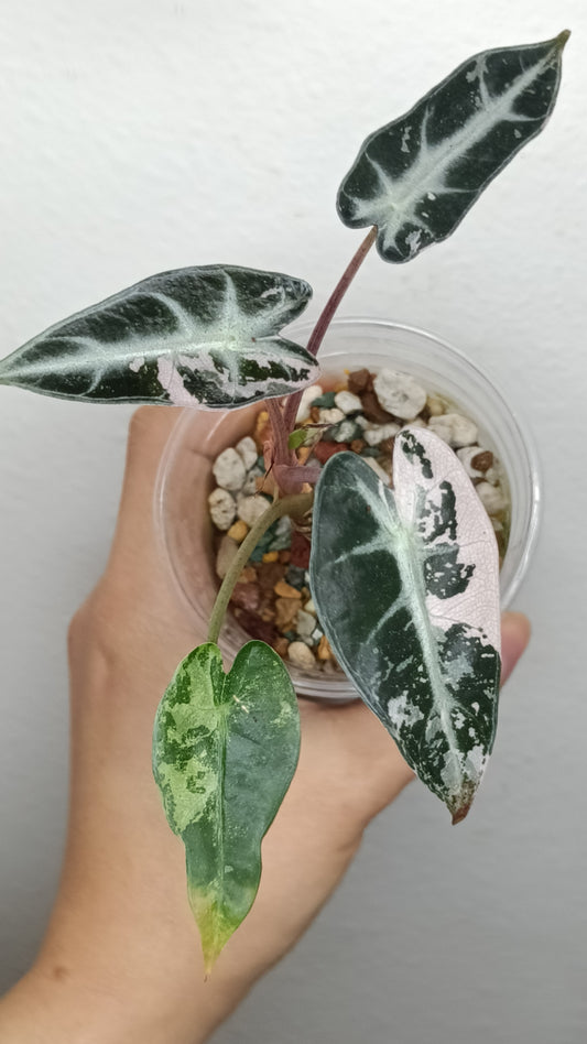 Alocasia Bambino Variegated #5