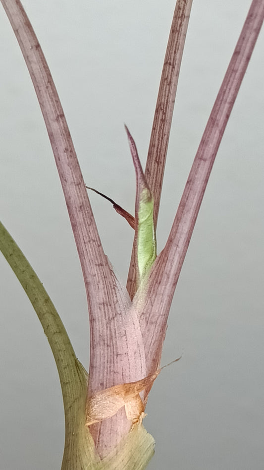 Alocasia Bambino Variegated #5