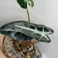 Alocasia Bambino Variegated #6