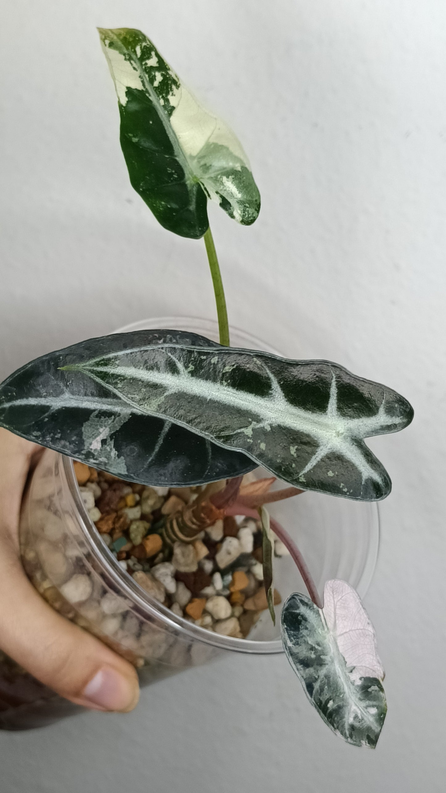 Alocasia Bambino Variegated #6