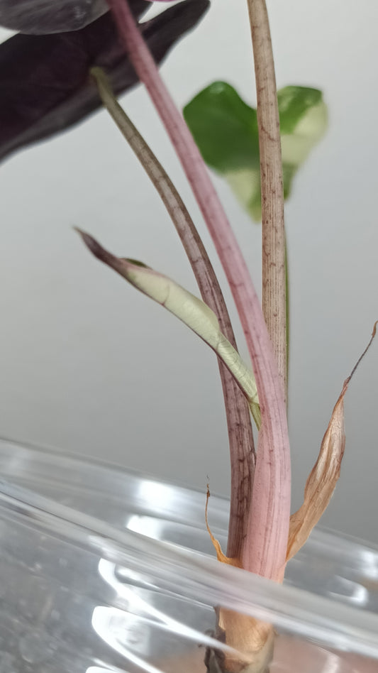 Alocasia Bambino Variegated #6