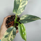 Philodendron Silver Sword Variegated #1