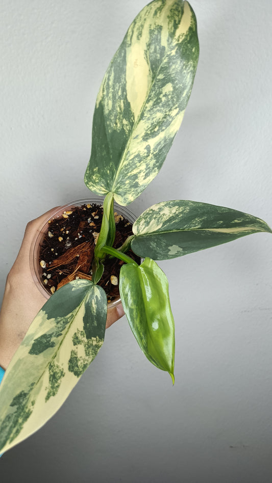 Philodendron Silver Sword Variegated #1