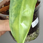 Philodendron Silver Sword Variegated #1