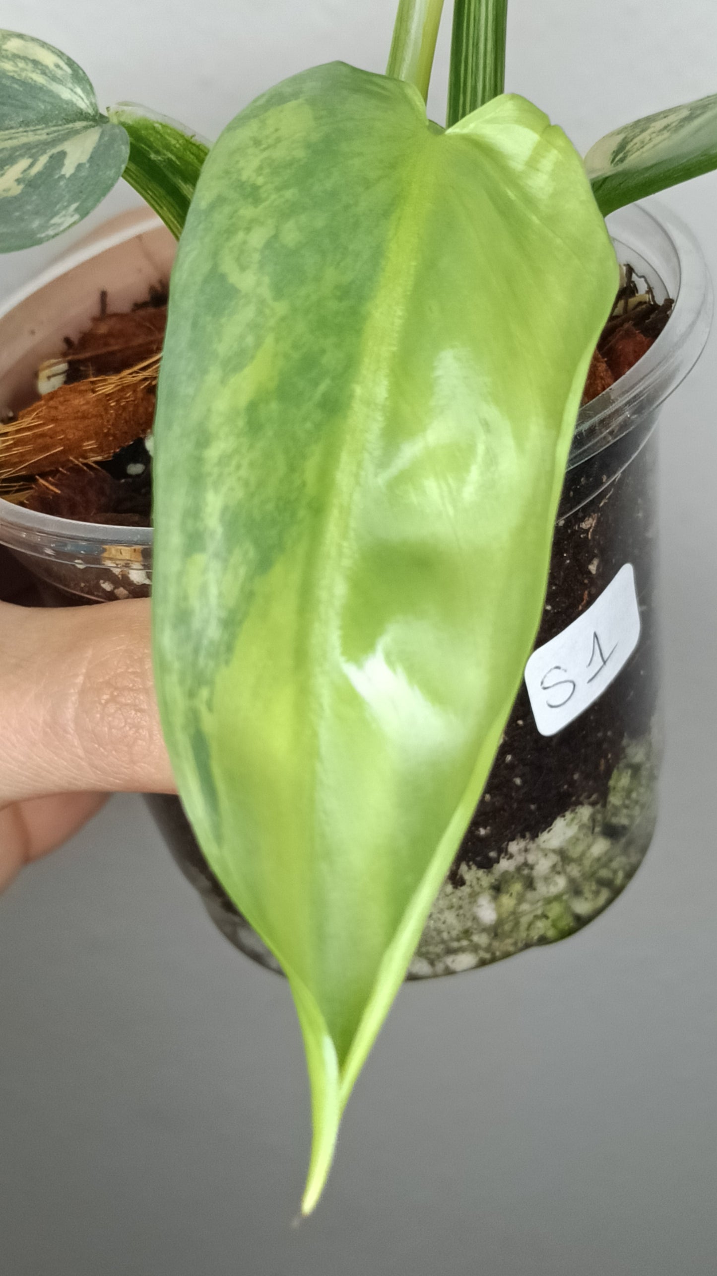 Philodendron Silver Sword Variegated #1