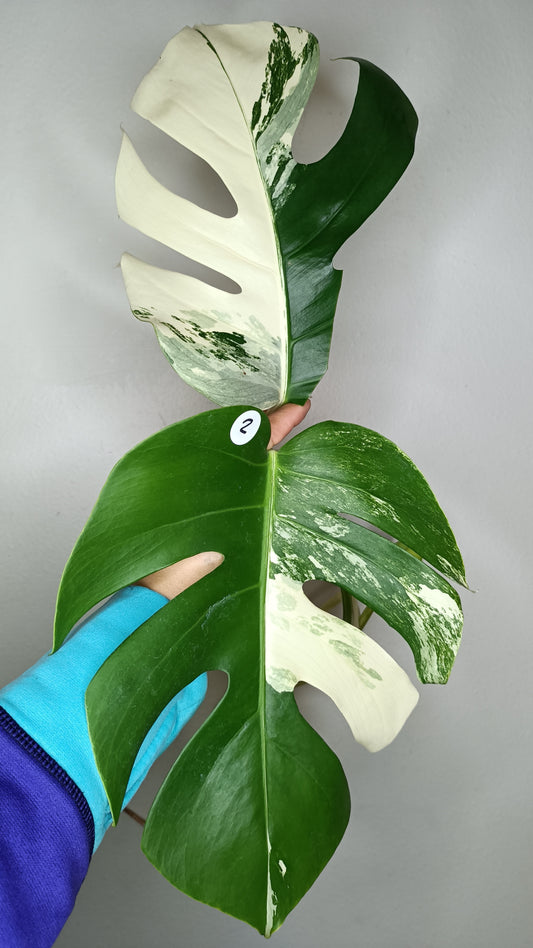 Monstera Albo Top Cut #2