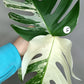 Monstera Albo Top Cut #5