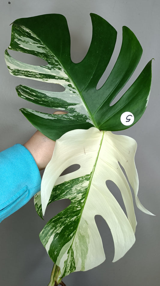 Monstera Albo Top Cut #5