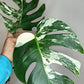 Monstera Albo Double Node #6- Reserved