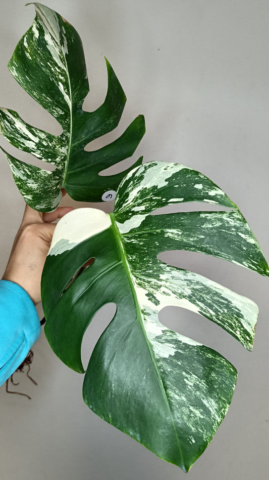 Monstera Albo Double Node #6- Reserved