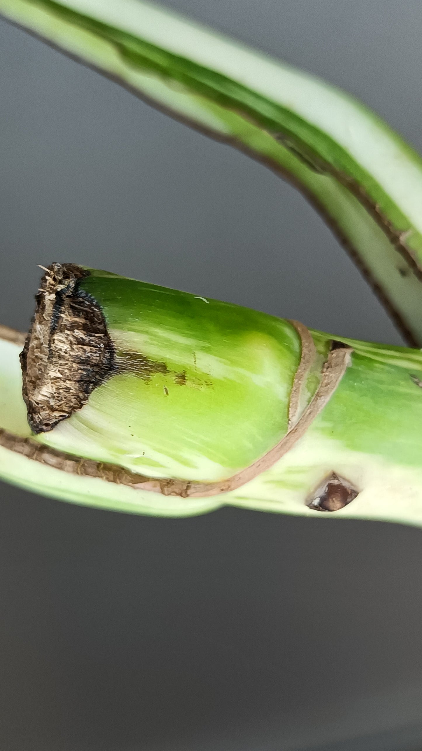 Monstera Albo Double Node #6- Reserved