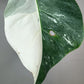 Monstera Albo #9- Reserved Roberto Gonzales