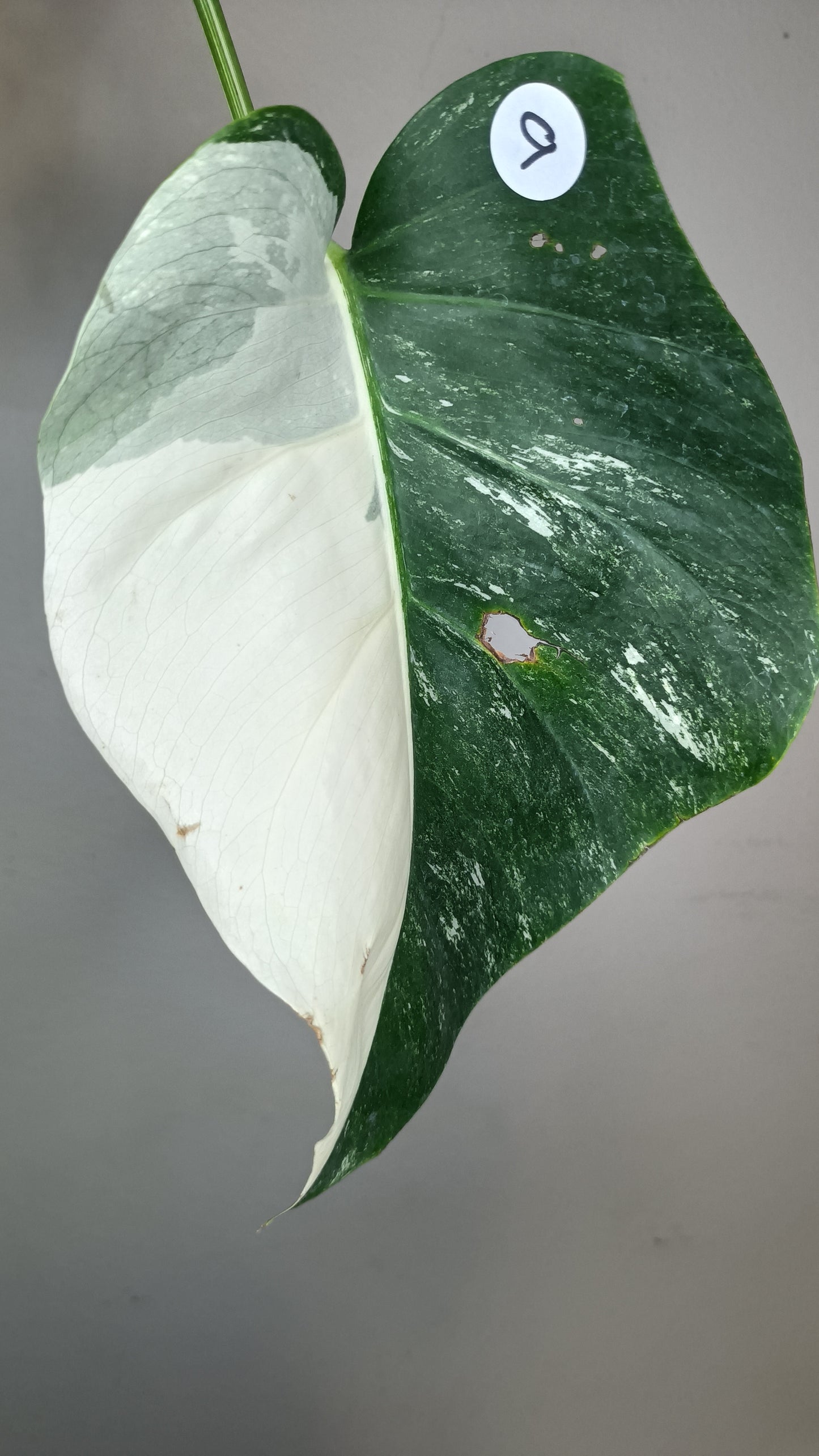 Monstera Albo #9- Reserved Roberto Gonzales