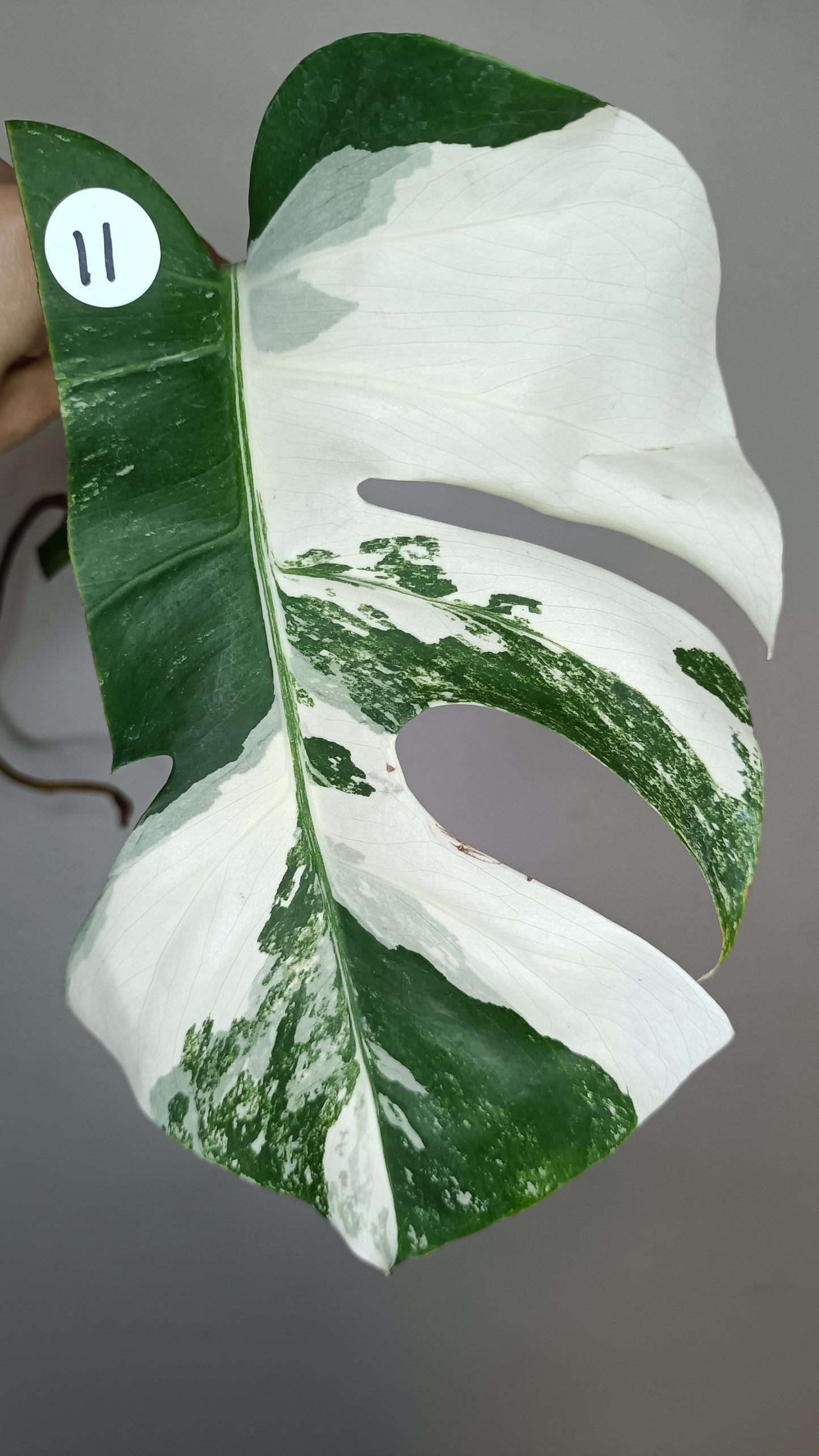 Monstera Albo #11- Reserved Elyse Running