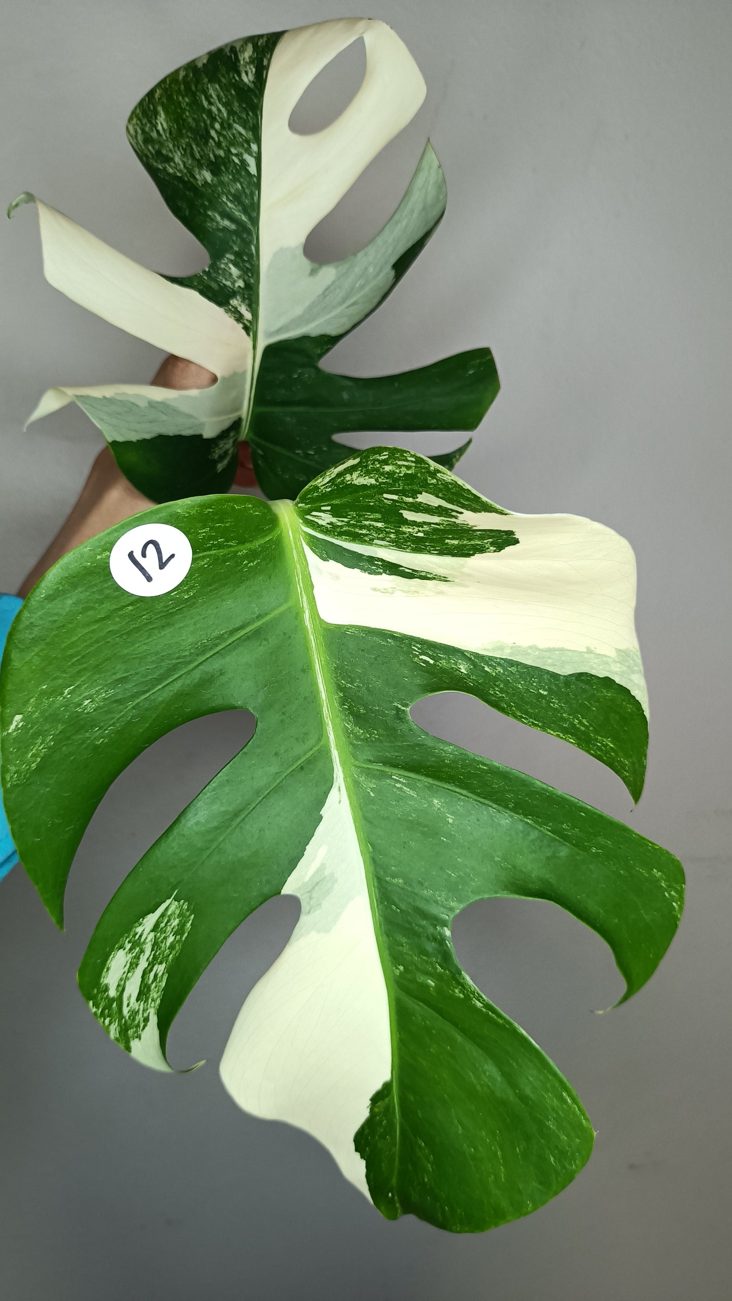 Monstera Albo Top Cut #12- Reserved Elizabeth Evangelista