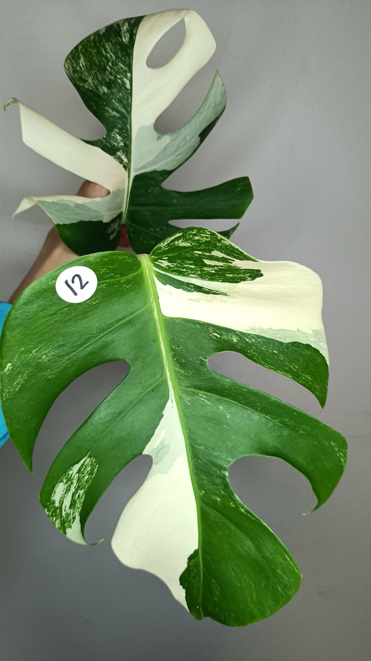 Monstera Albo Top Cut #12- Reserved Elizabeth Evangelista