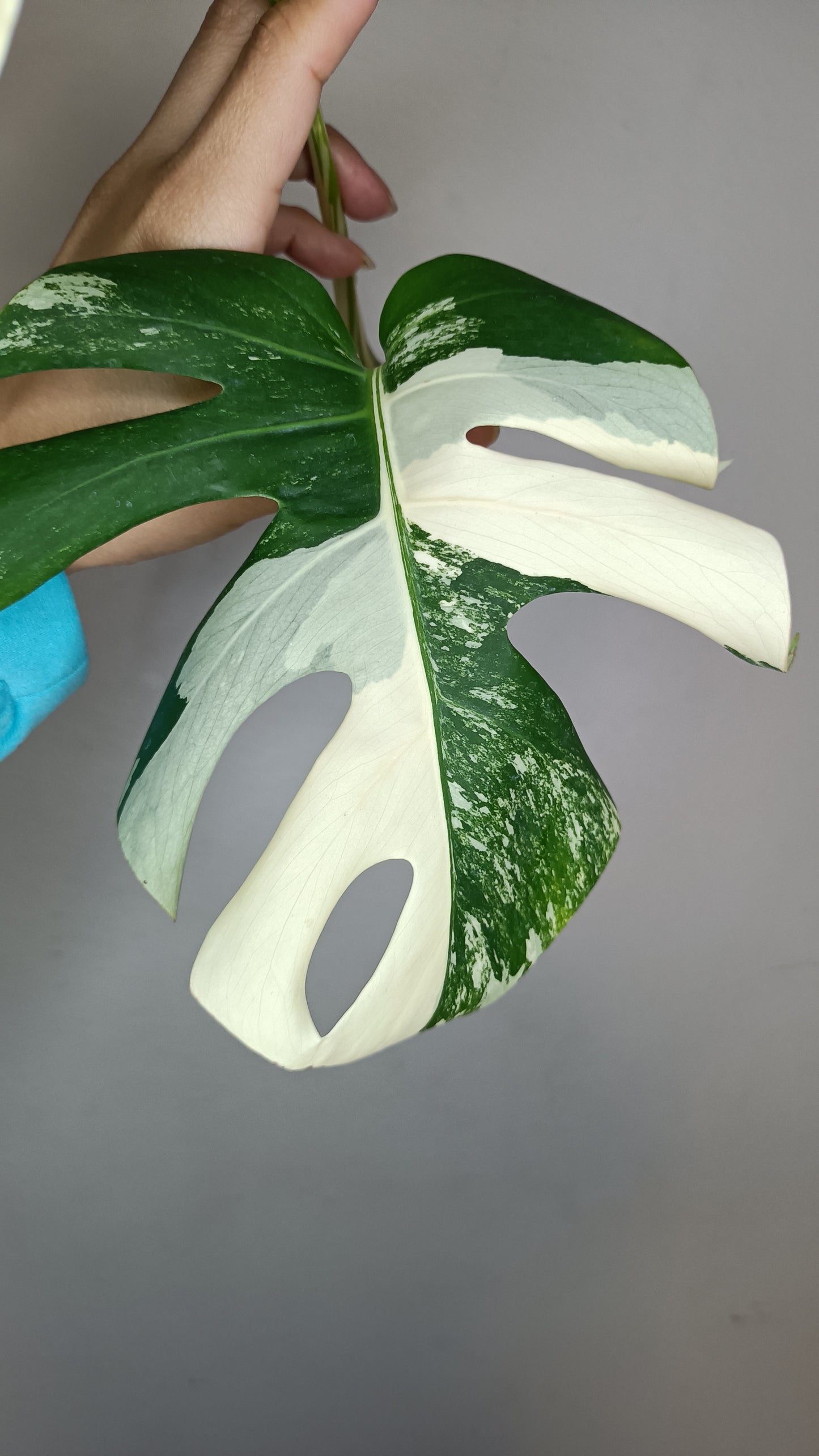 Monstera Albo Top Cut #12- Reserved Elizabeth Evangelista