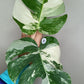 Monstera Albo Top Cut #15