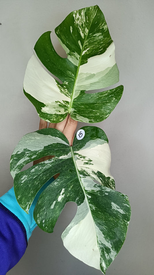 Monstera Albo Top Cut #15