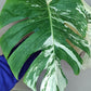 Monstera Albo 2 in 1 - Top Cut and Mid Cut #16