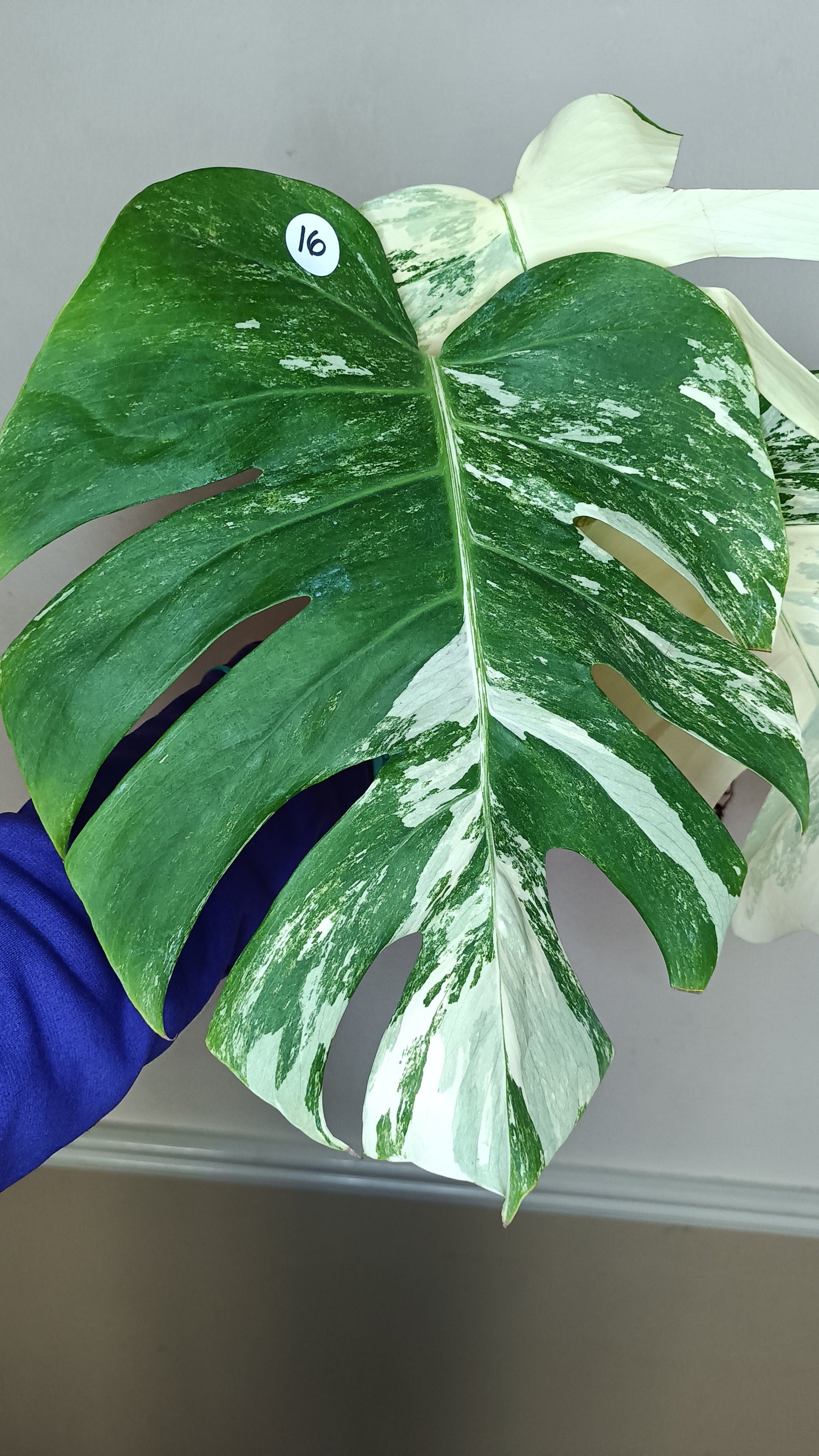 Monstera Albo 2 in 1 - Top Cut and Mid Cut #16