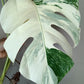 Monstera Albo 2 in 1 - Top Cut and Mid Cut #16