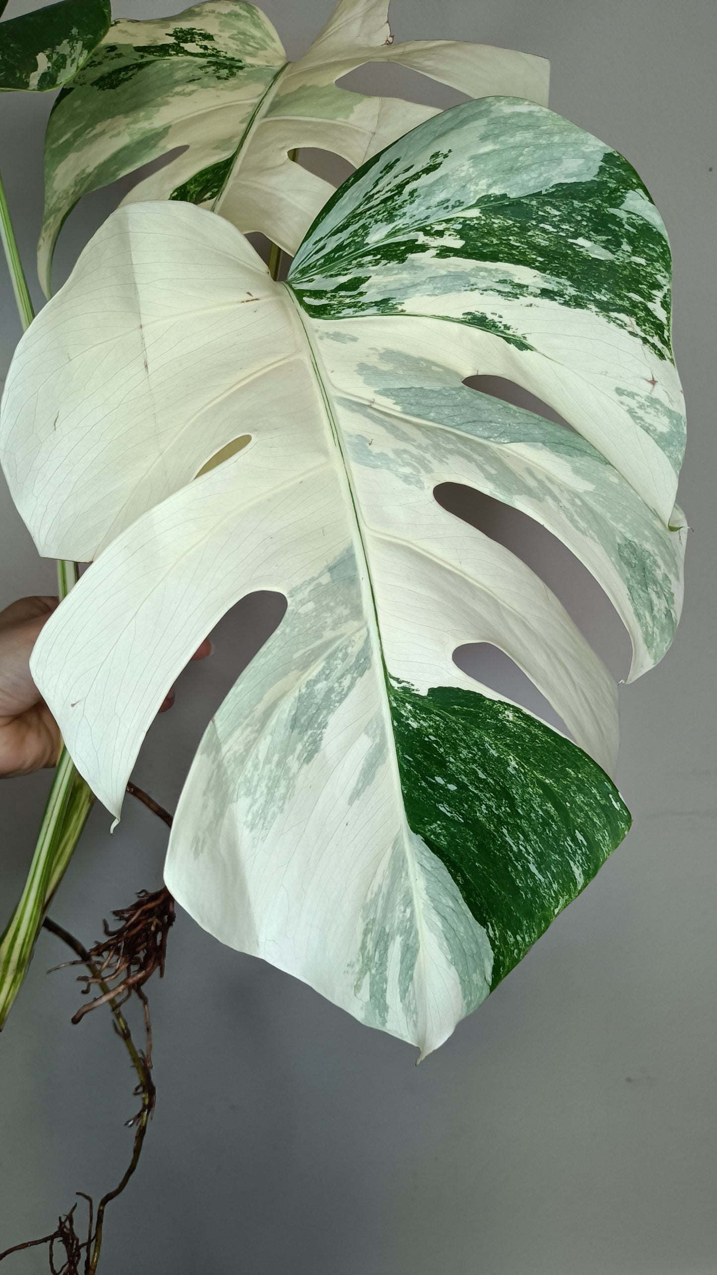 Monstera Albo 2 in 1 - Top Cut and Mid Cut #16