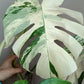 Monstera Albo 2 in 1 - Top Cut and Mid Cut #16