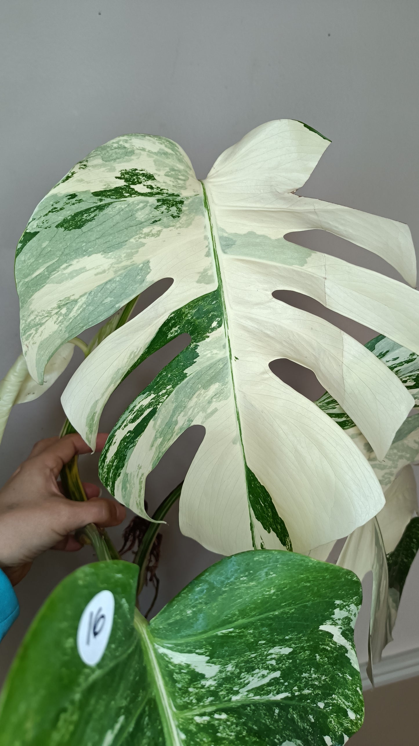 Monstera Albo 2 in 1 - Top Cut and Mid Cut #16