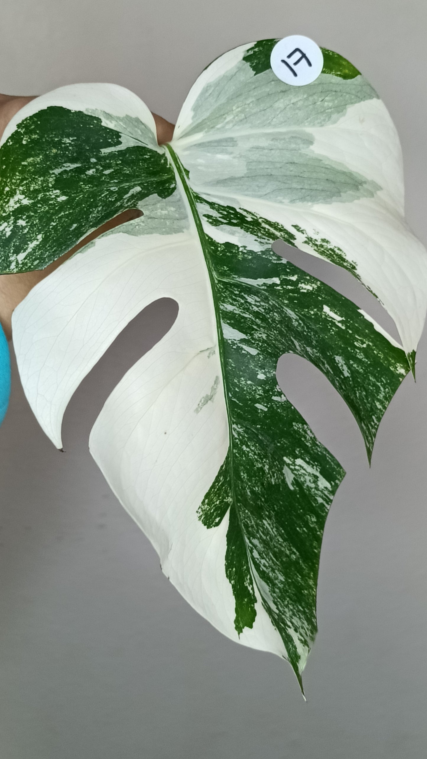 Monstera Albo #17- Reserved Savannah Bailey