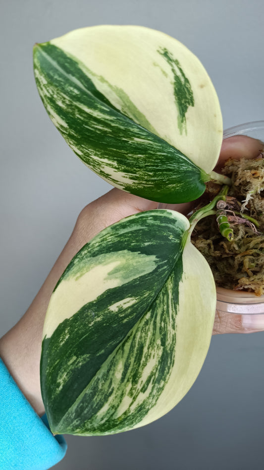 Scindapsus Treubii Albo - Reserved Samantha Obitz