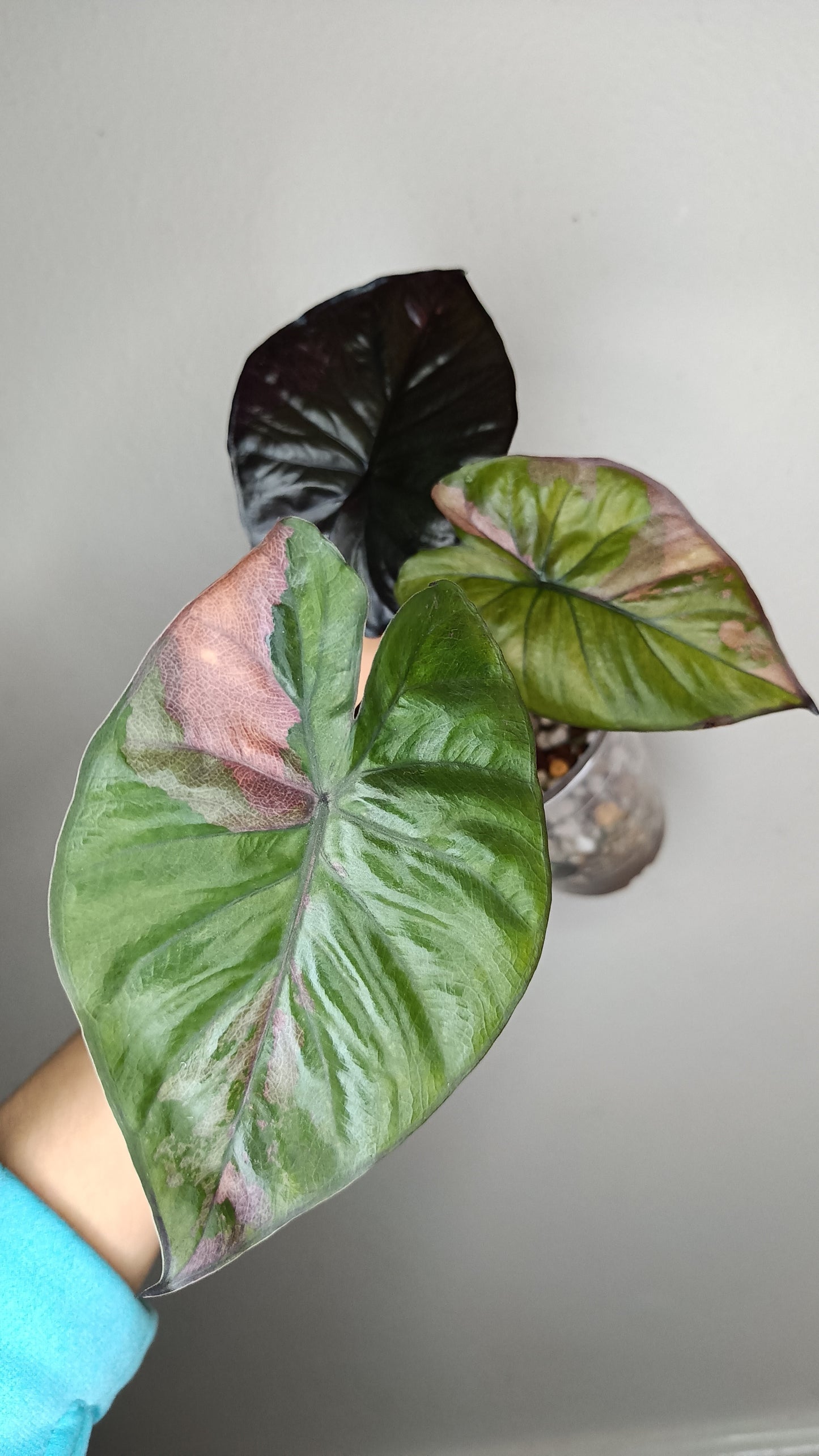 Alocasia Serendipity Var. #6