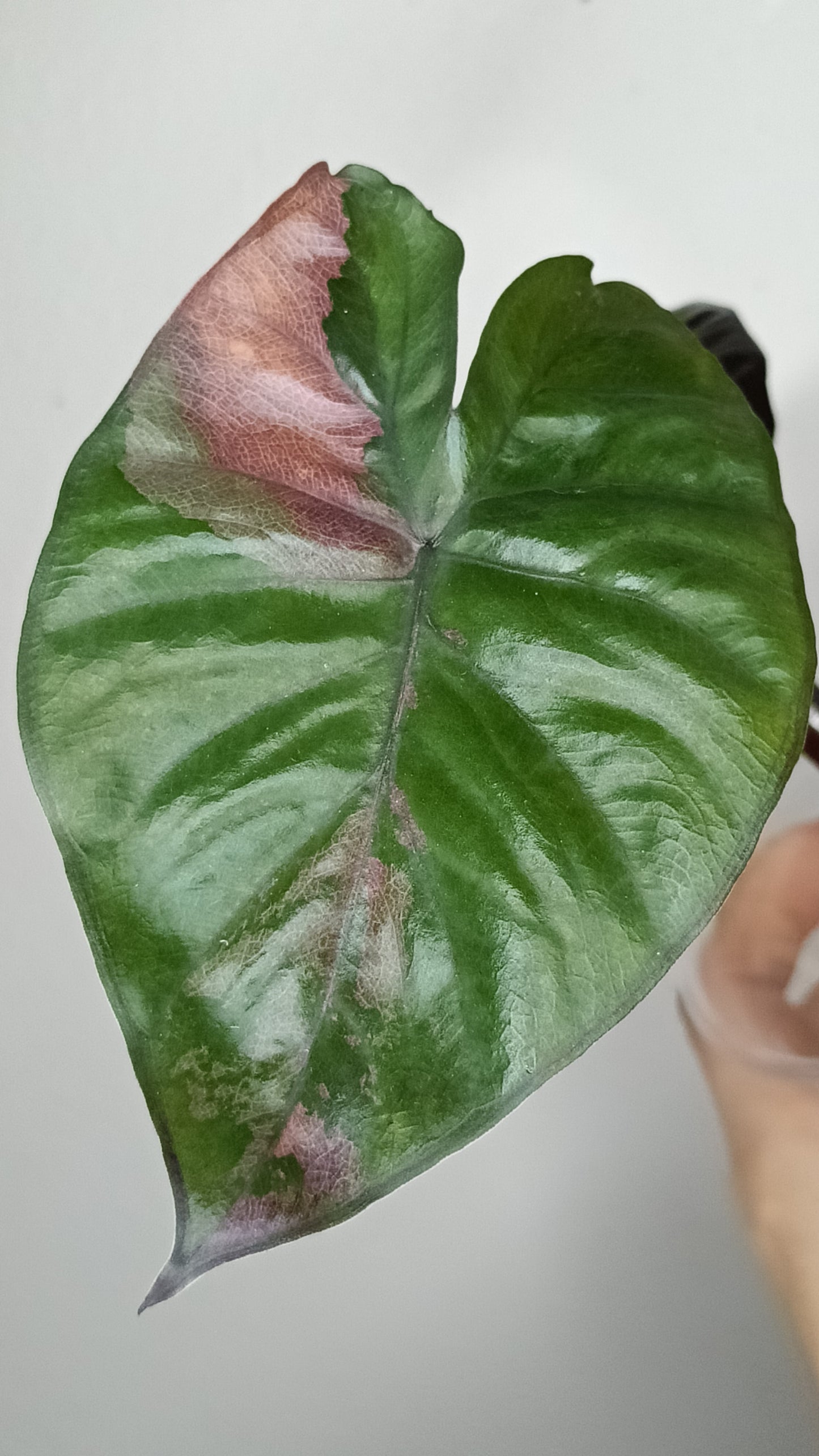 Alocasia Serendipity Var. #6