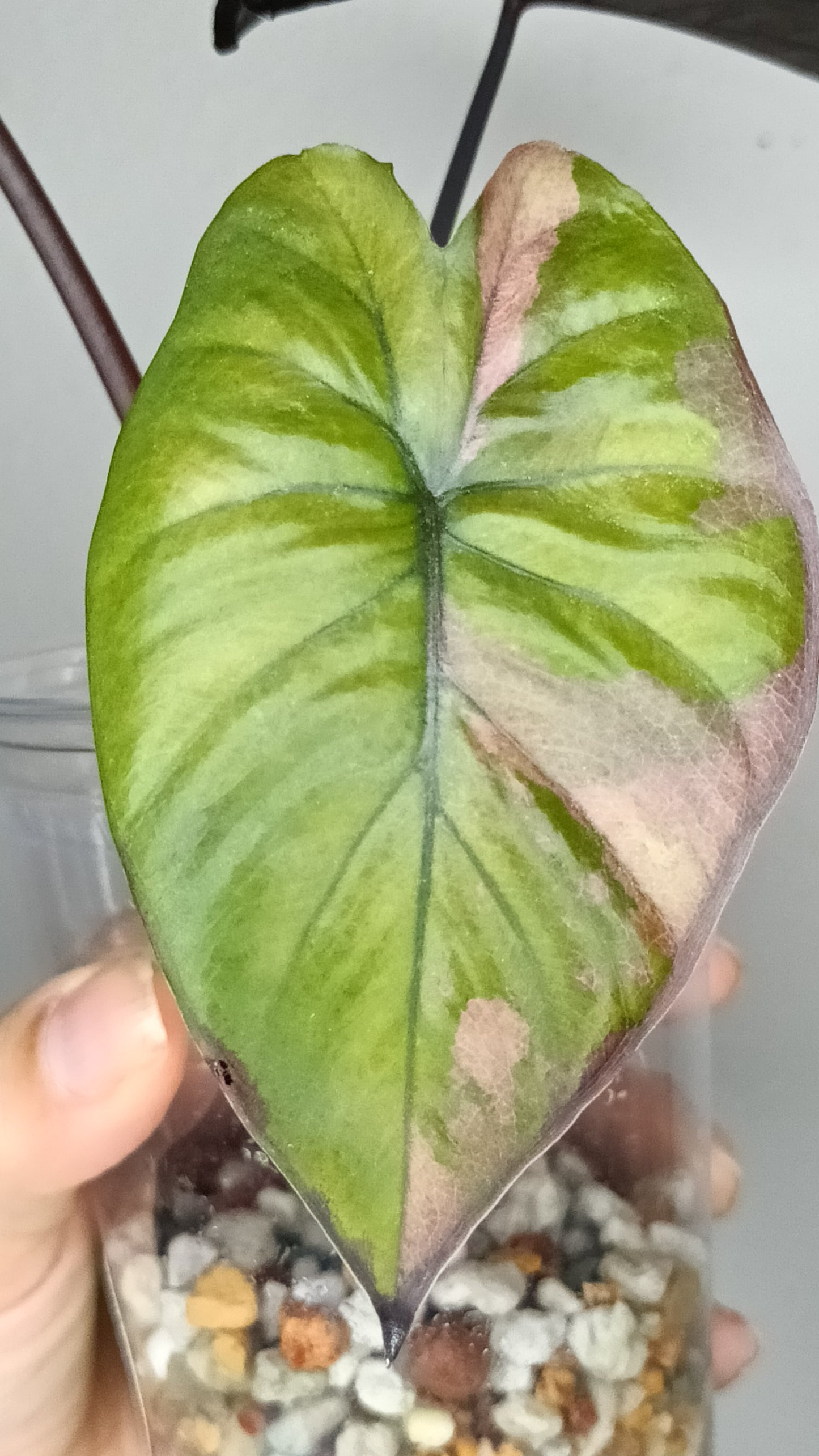 Alocasia Serendipity Var. #6